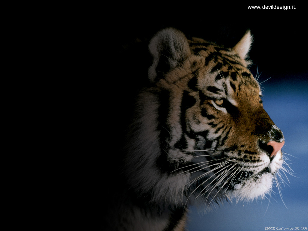 Tiger38 copia